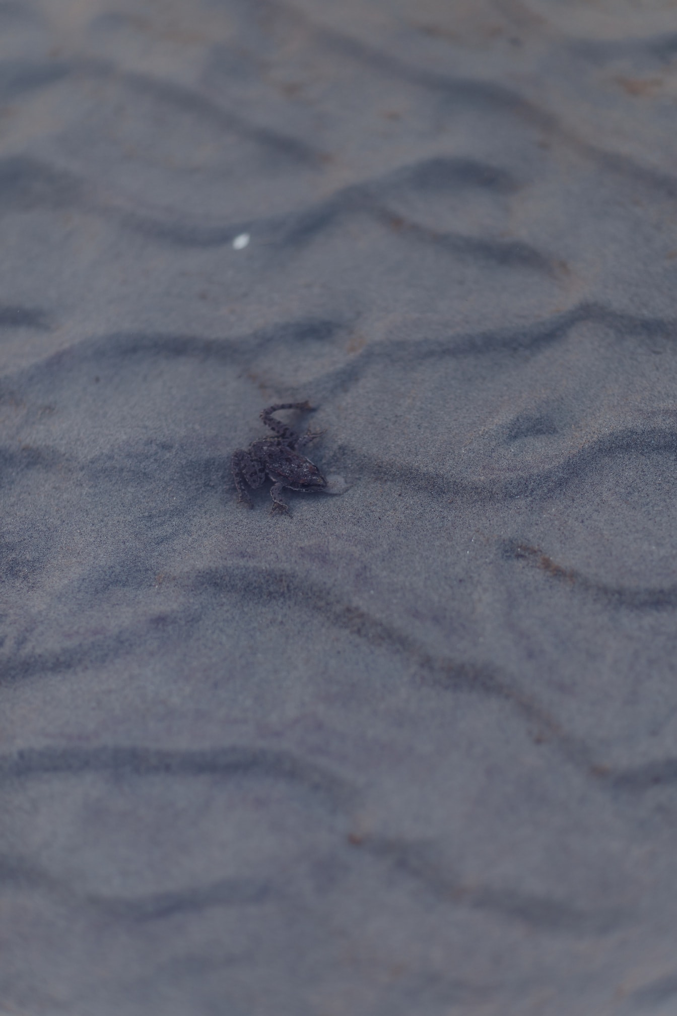 Malá hnědá žába na písku pod vodou