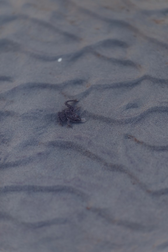 Lille brun frø på sand under vandet