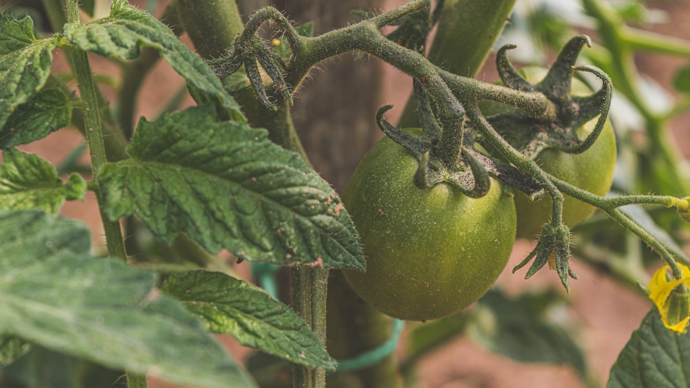 Mørkegrønne økologiske tomater grøntsag med gullig blomst