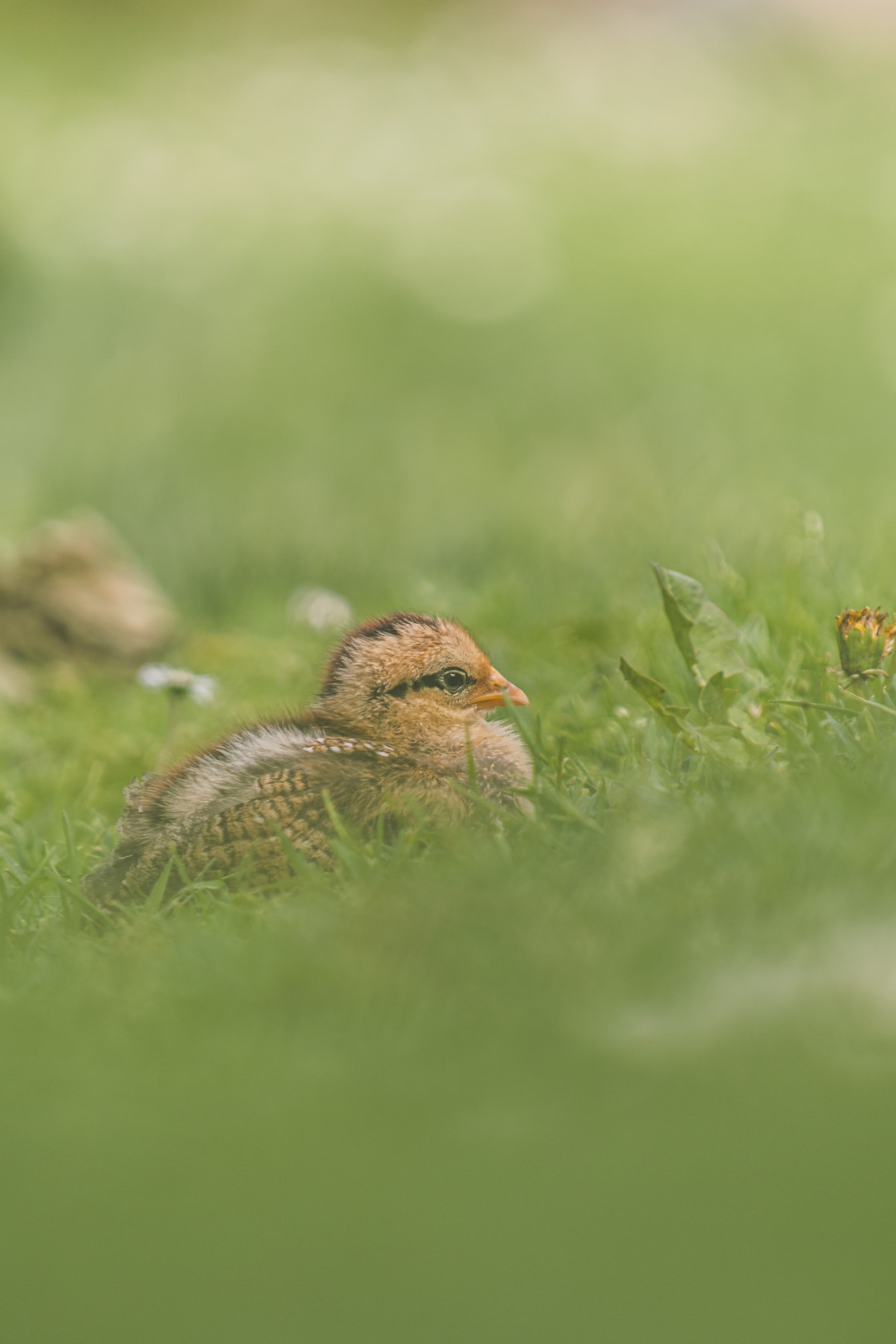 Domácí mladé kuře ležící na zelené trávě
