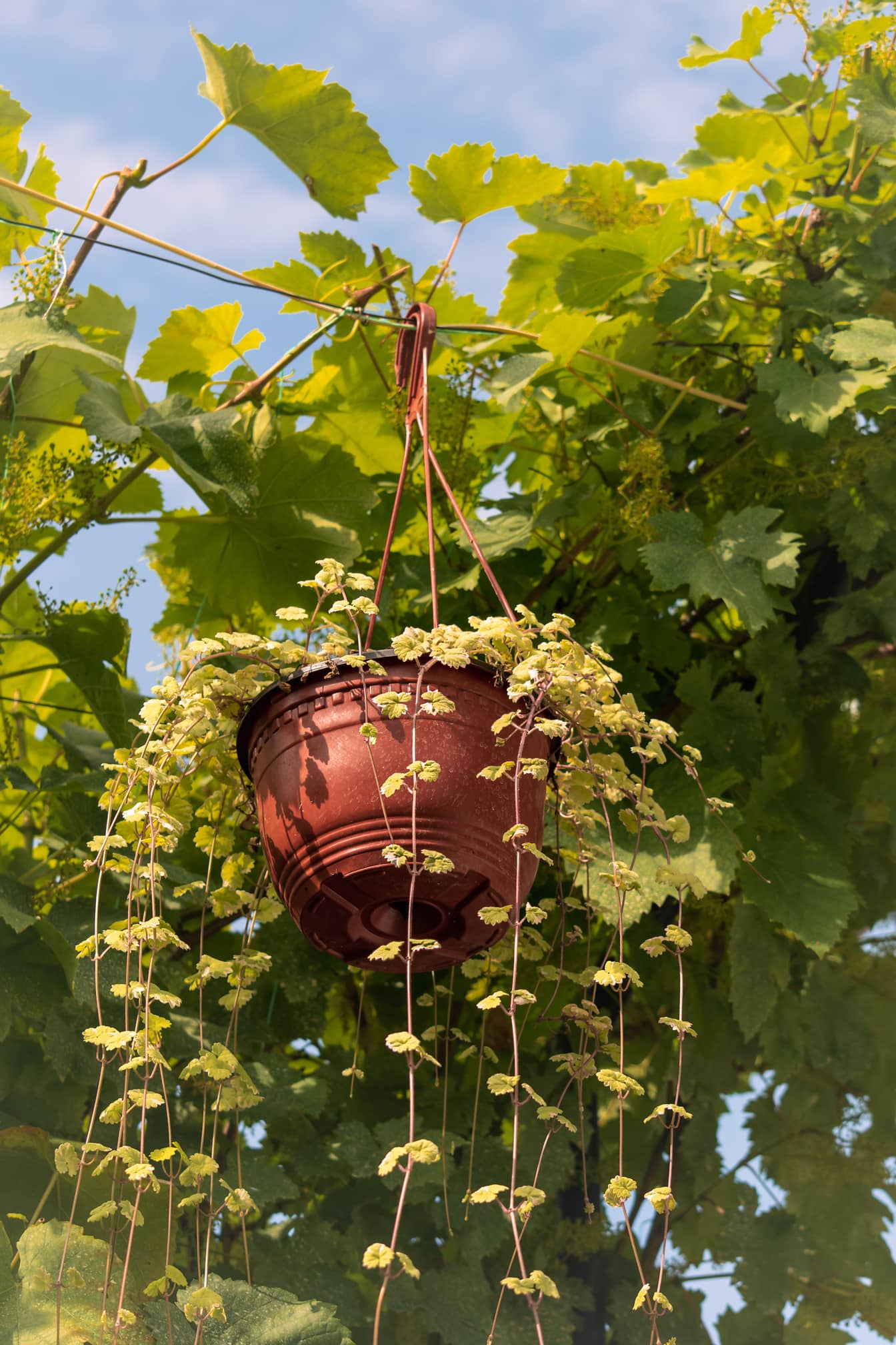 Blomsterpotte henger på wire med vinranker i vingård