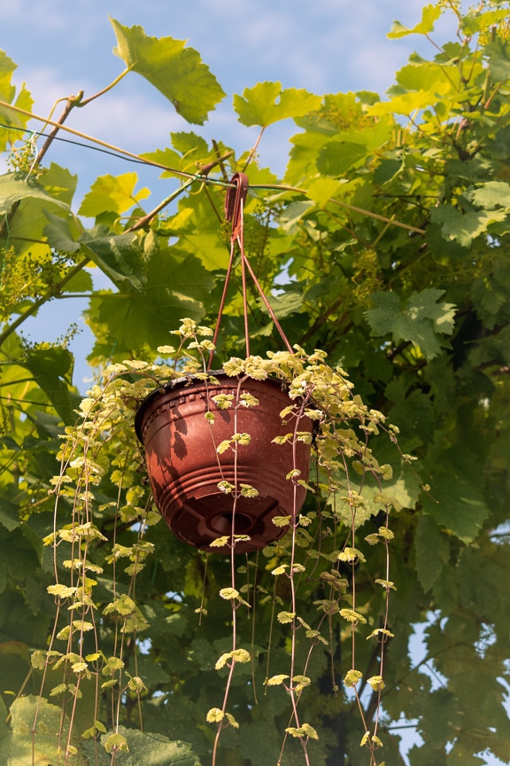 Flowerpot hanging on wire with grapevine in vineyard