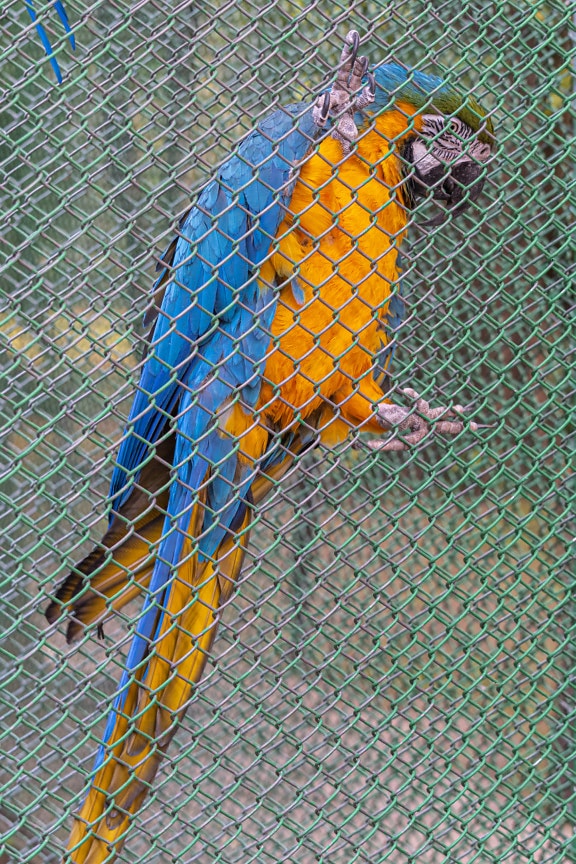 Blue and orange yellow macaw (Ara ararauna) parrot bird on cage fence