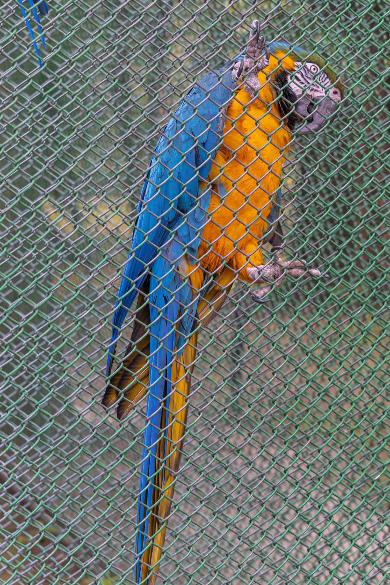 Sinikultainen ara (Ara ararauna) papukaijalintu häkissä eläintarhan puistossa