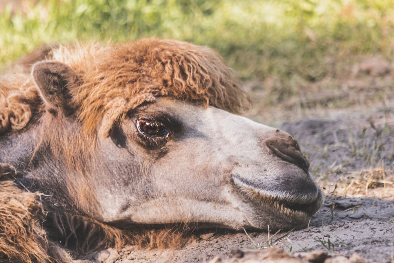 Kepala close-up unta Baktria (Camelus bactrianus) berbaring di tanah