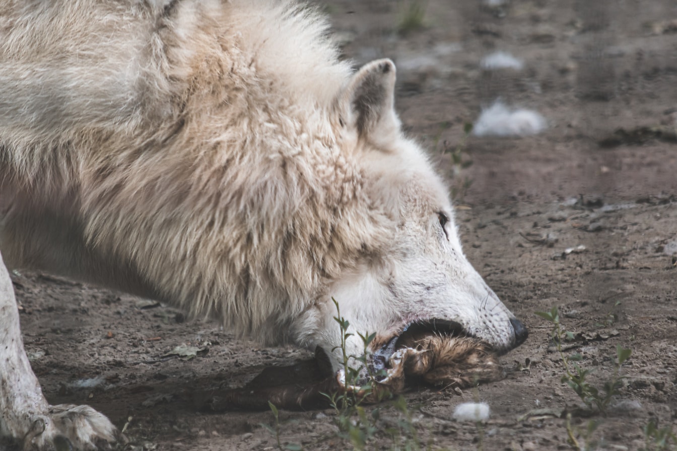 Serigala putih kutub (Canis lupus arctos) memberi makan kepala close-up