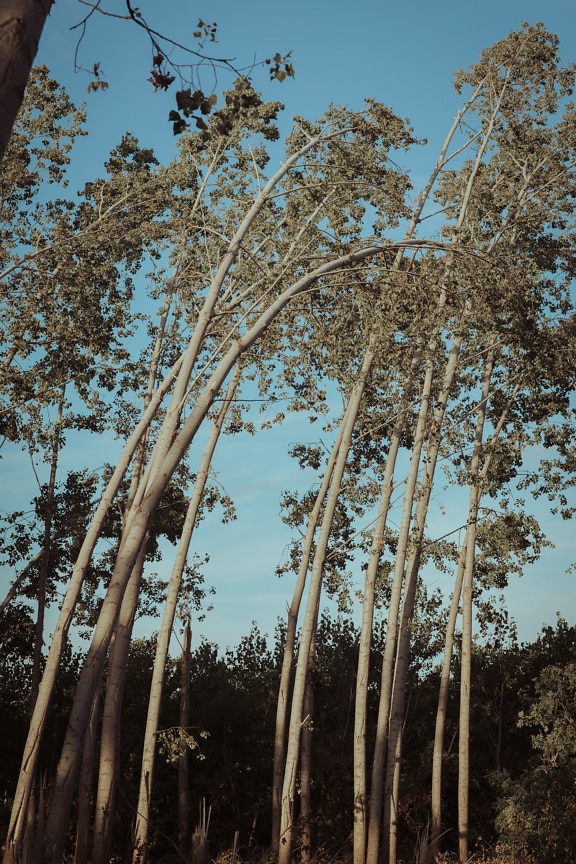 High tree trunks of poplar trees in woodland