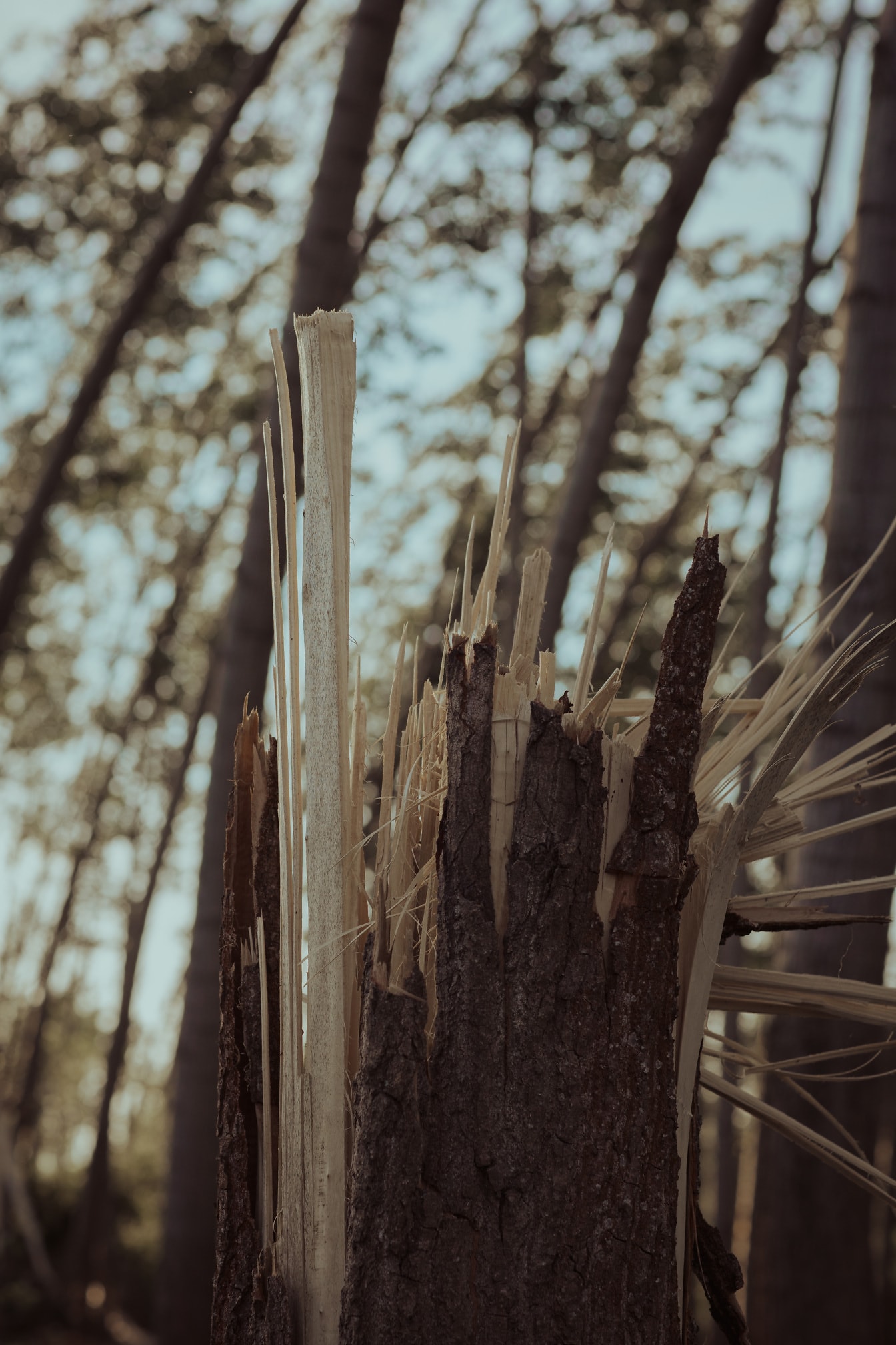Close-up de danos em tronco de árvore estriado pelo vento do furacão