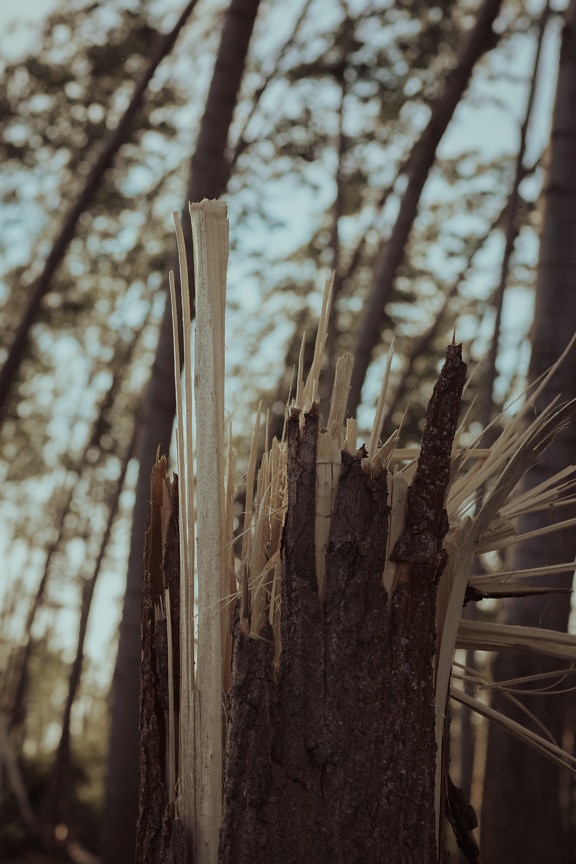 tronco de arbol, de cerca, daño, huracán, viento, árbol, madera