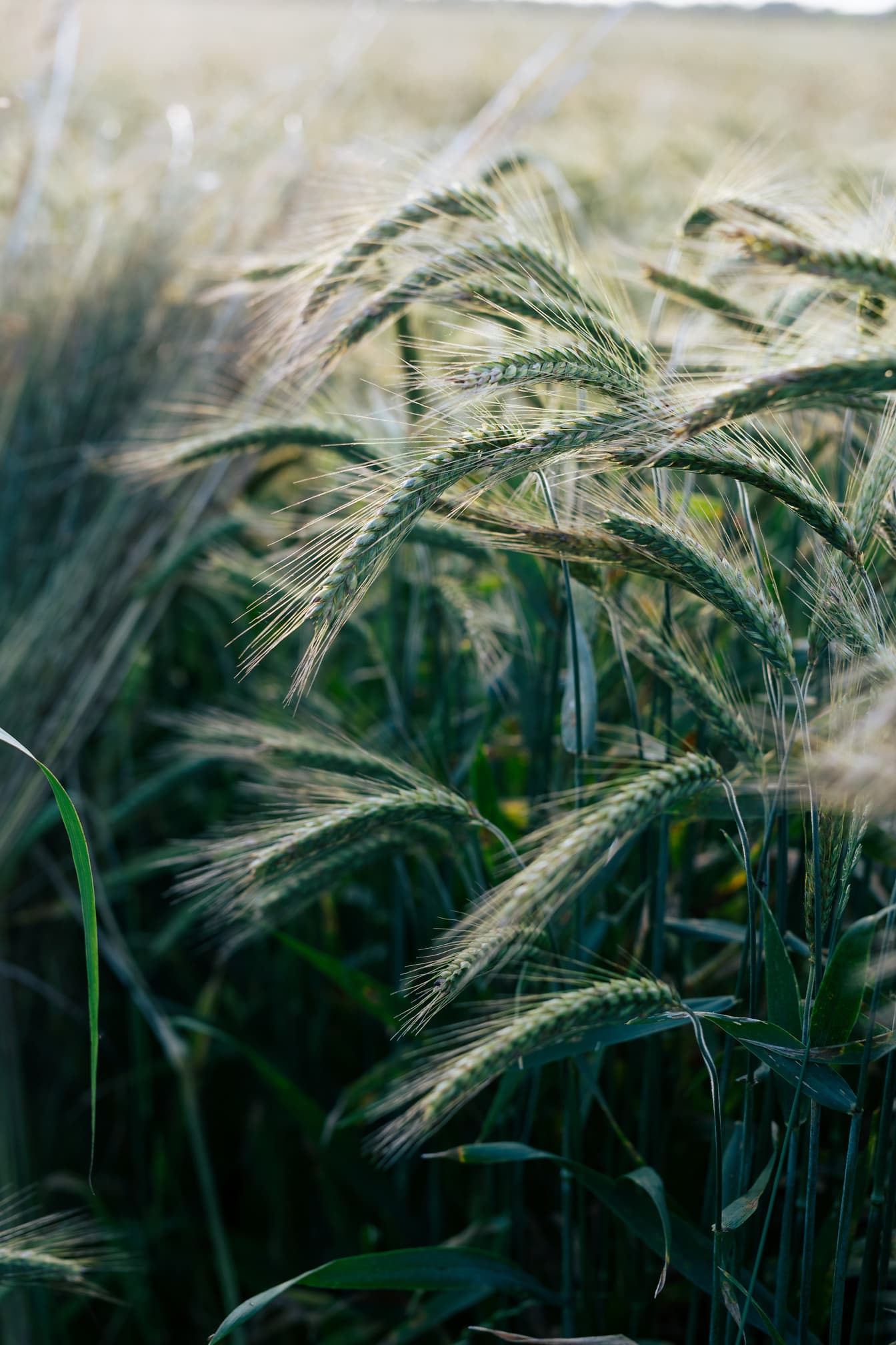 Organic wheat on dark green straws in agricultural field close-up