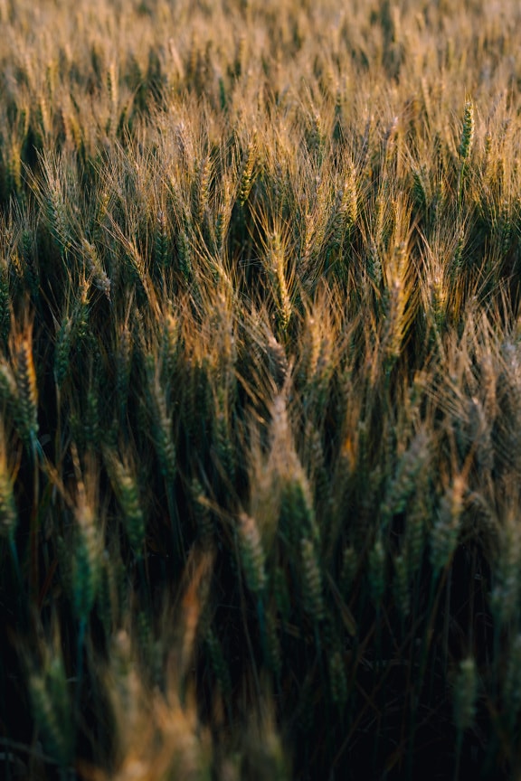 Palhas amarelas esverdeadas com sementes de trigo no campo de trigo