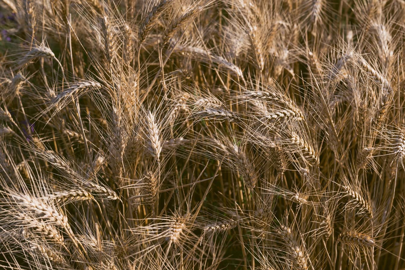 Organik buğday tarlasında kuru kahverengi buğday sapı ve tohumu yakın çekim
