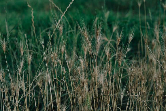 Dry yellowish brown straw on grass plants at meadow