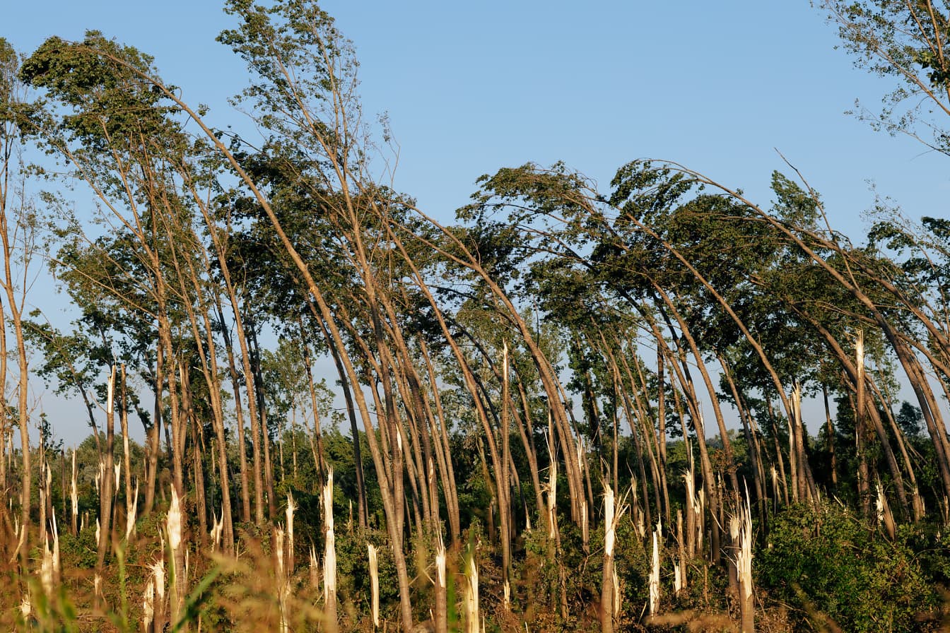 Îndoirea trunchiurilor de copaci în pădure de vântul uraganului