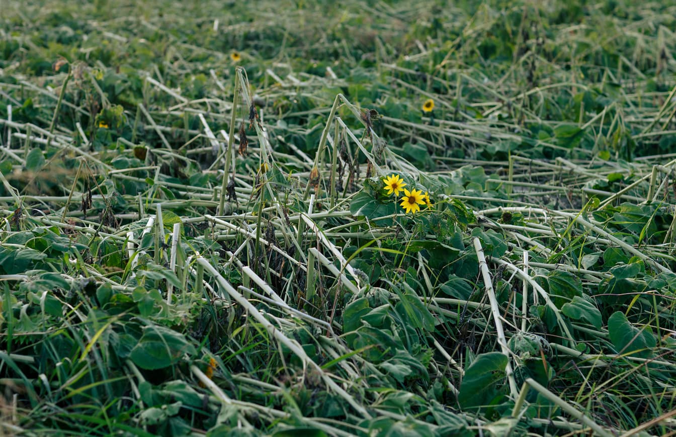 濃い緑色の草の植物に小さな黄色がかった野の花