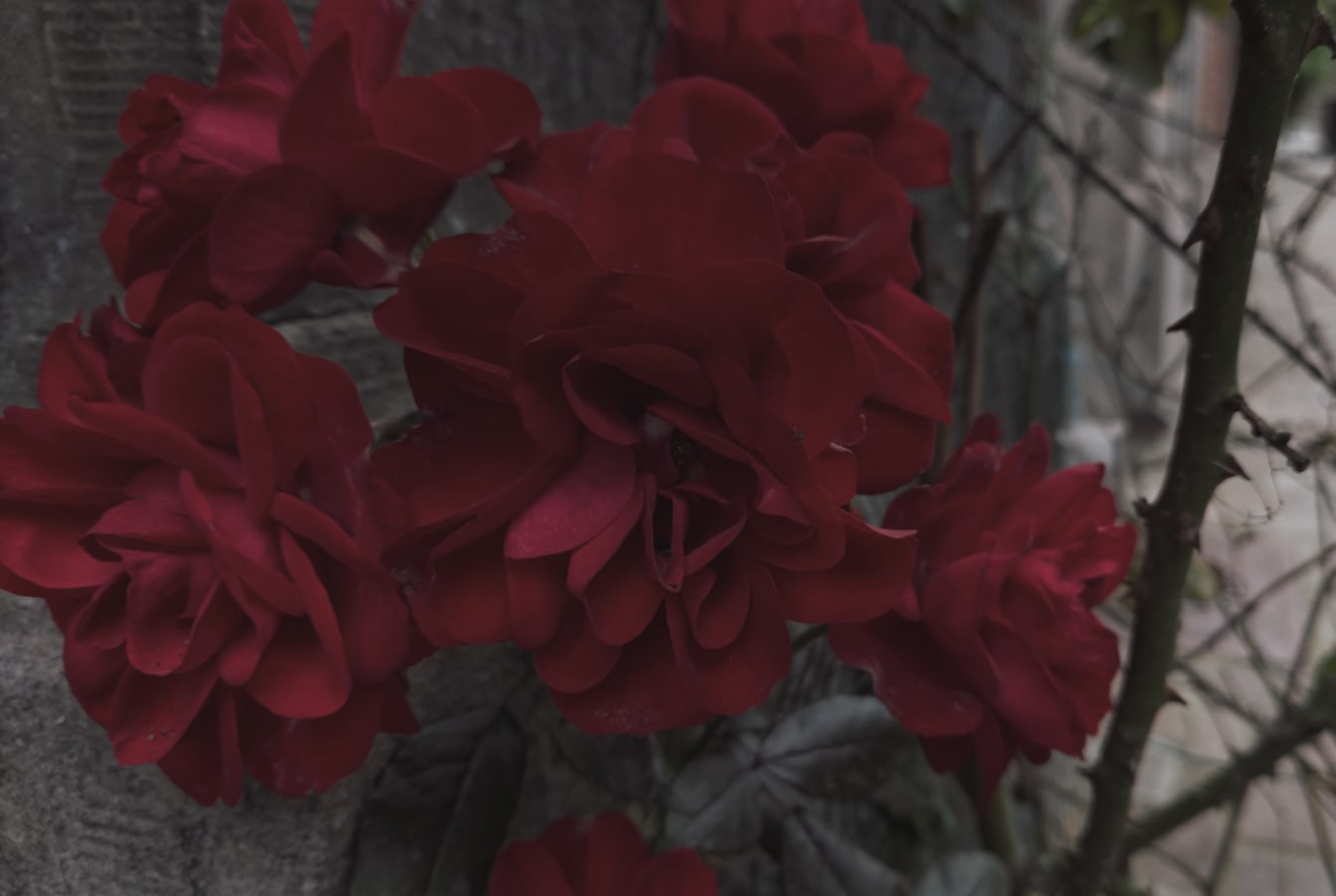 뒤뜰 정원에 있는 파스텔 진한 빨간 장미 새싹 꽃