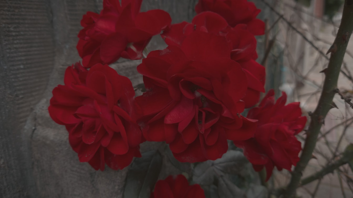 Detail tmavě červených růžových květů v zahradě