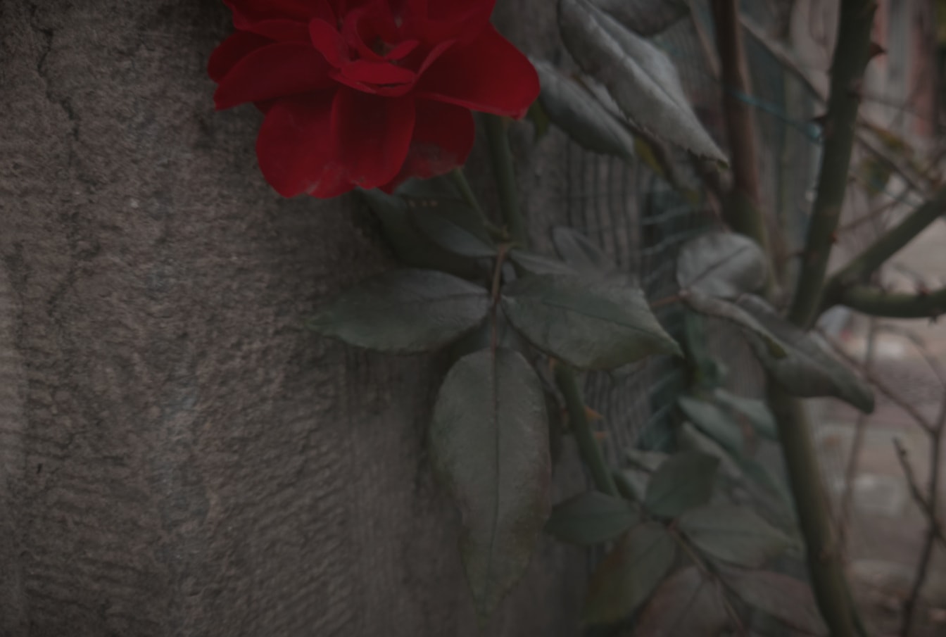 Σκούρα κόκκινα ροδοπέταλα σε τσιμεντένιο τοίχο στον κήπο