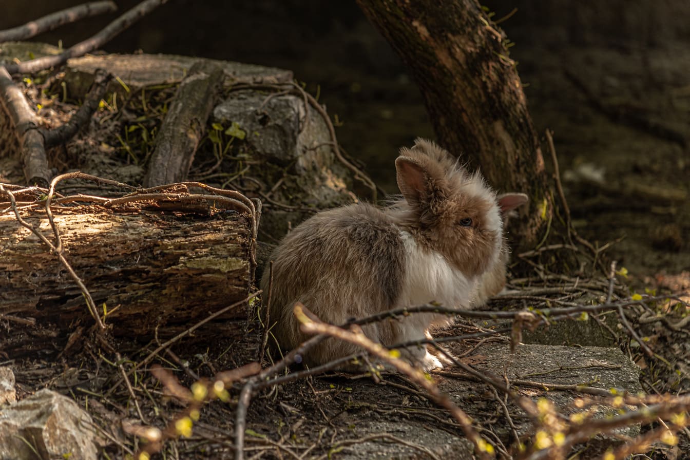 Vild ljusbrun lurvig kanin i naturlig livsmiljö