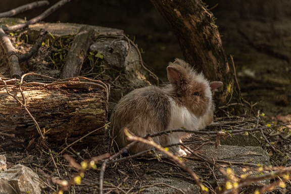 Wild light brown furry bunny in natural habitat