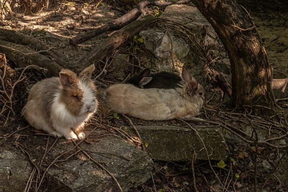Adorable furry light brown rabbits in wilderness