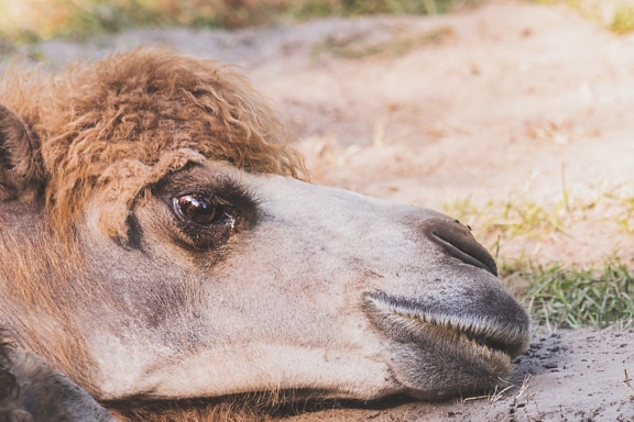 kamel, helt tæt, hoved, øje, brun, dyreliv, vilde