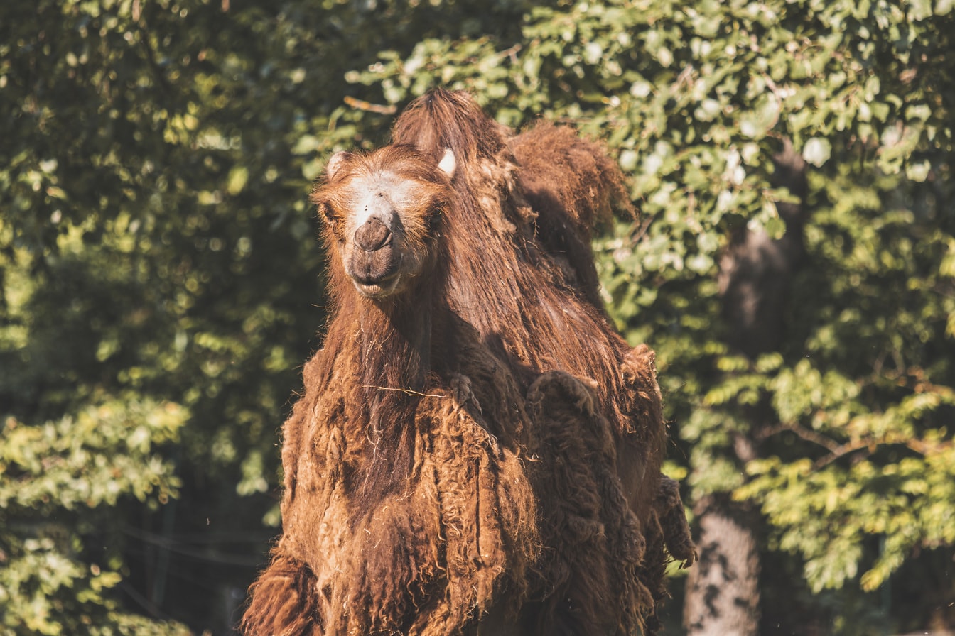 Пухнастий світло-коричневий двогорбий верблюд (Camelus bactrianus) тварина стоячи