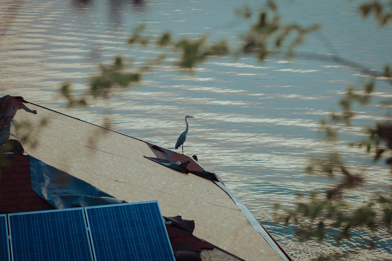 Watervogel blauwe reiger op boothuis met schade aan het dak