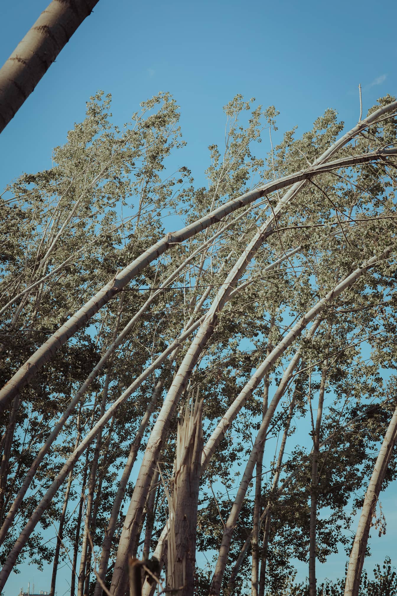 在杨树林地的飓风中弯曲树木