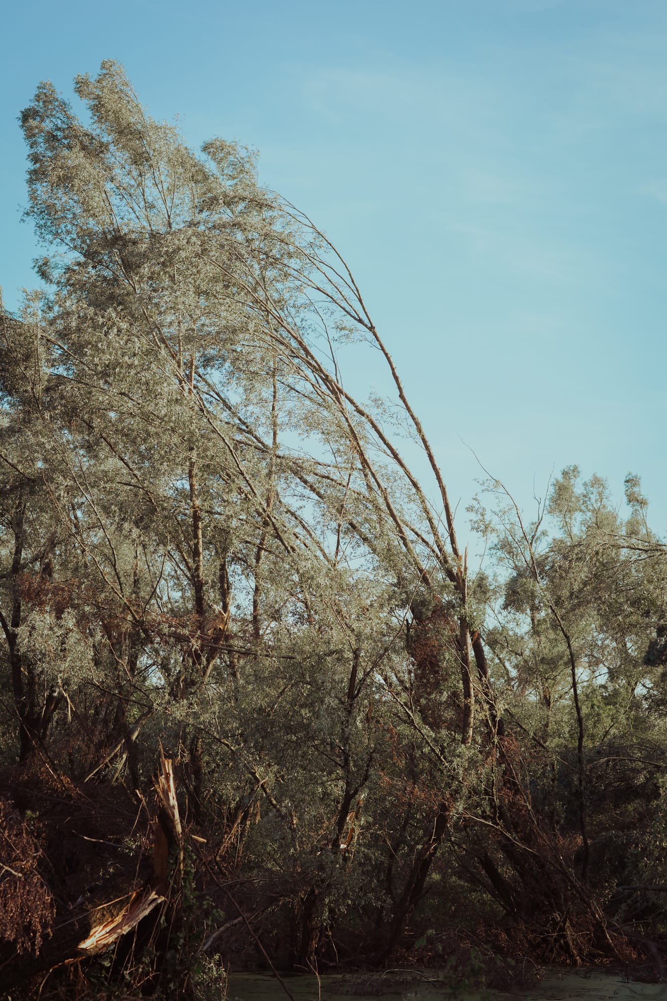 Bataklık milli park peyzajındaki uzun ağaçlar