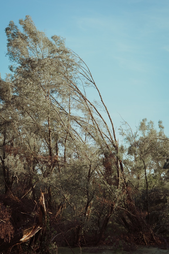 Tall trees in swamp national park landscape