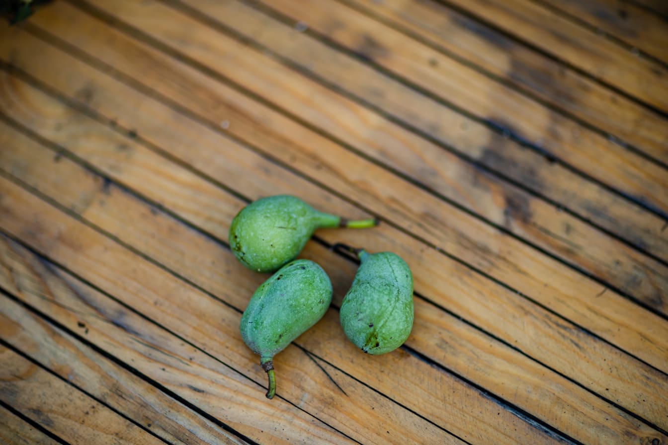 Tiga biji ramuan cakar hijau tua (Asimina triloba)