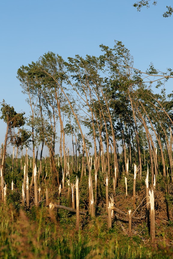 Hurricane wind damage o trees in woodland
