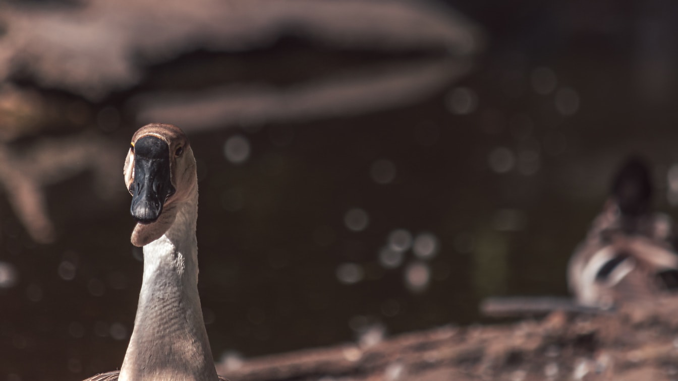 Close-up da cabeça do ganso doméstico com bico preto
