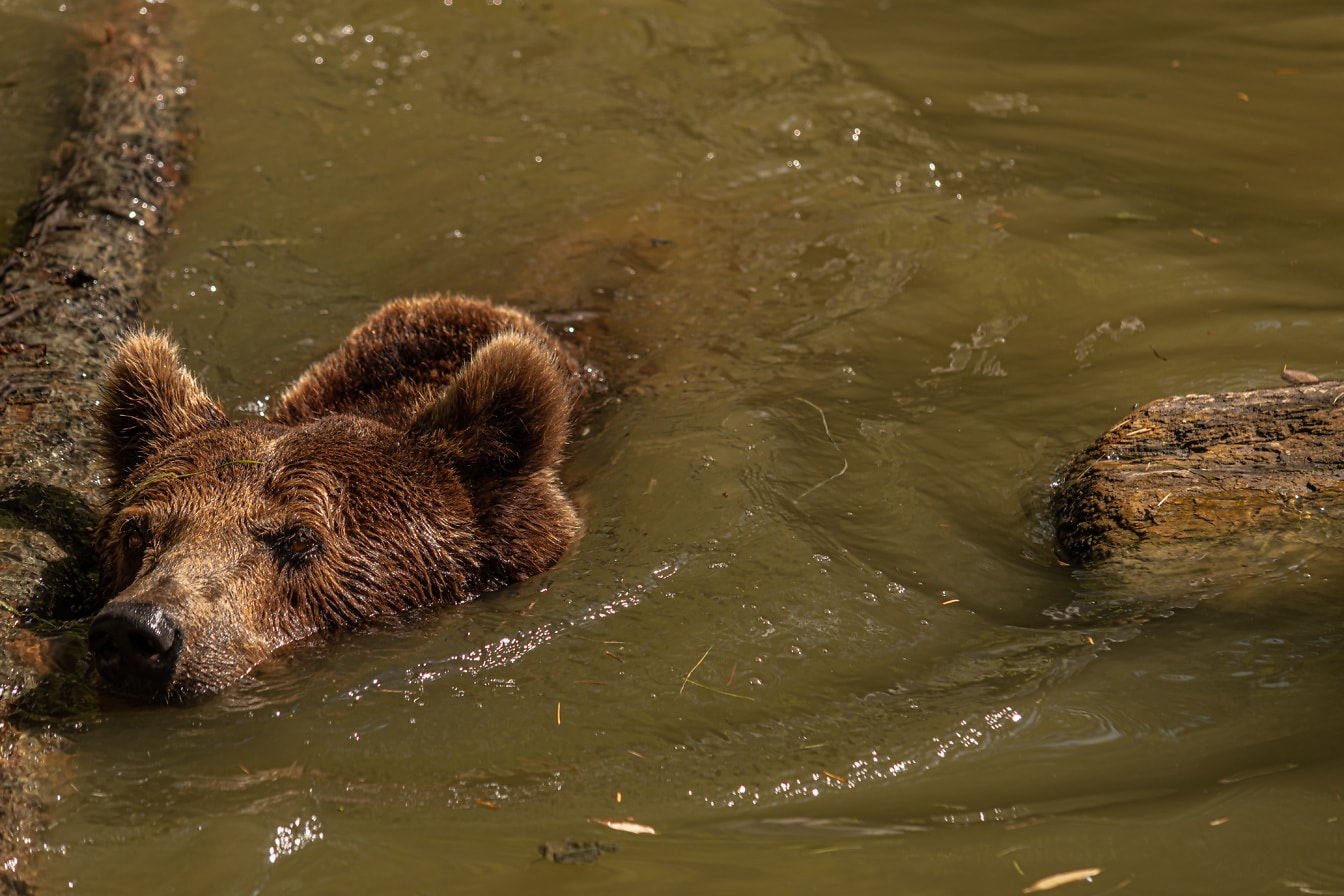 Κοντινό πλάνο της καφέ αρκούδας της Ευρασίας που κολυμπά σε (Ursus arctos) νερού