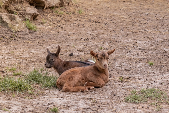Domestic light brown goat offspring laying on ground