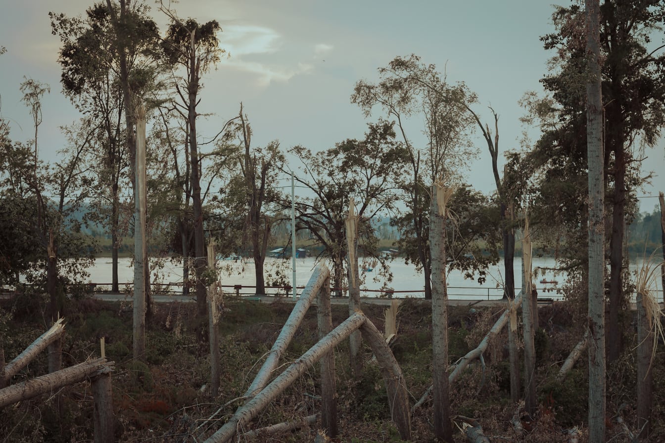 Árvores e troncos de árvores destruídos pelo vento do furacão