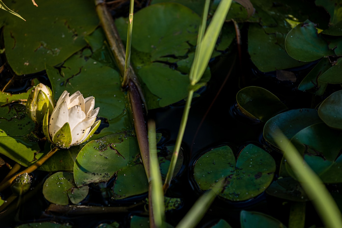 Белый цветок водяной лилии на темно-зеленых листьях в пруду
