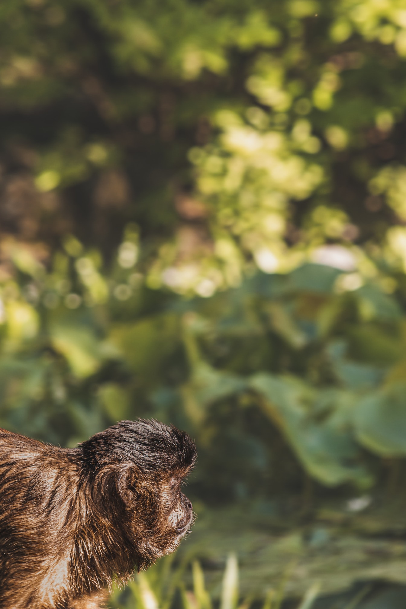 Närbild sidosikt av huvudet av den bruna kapucinapan (Sapajus apella)