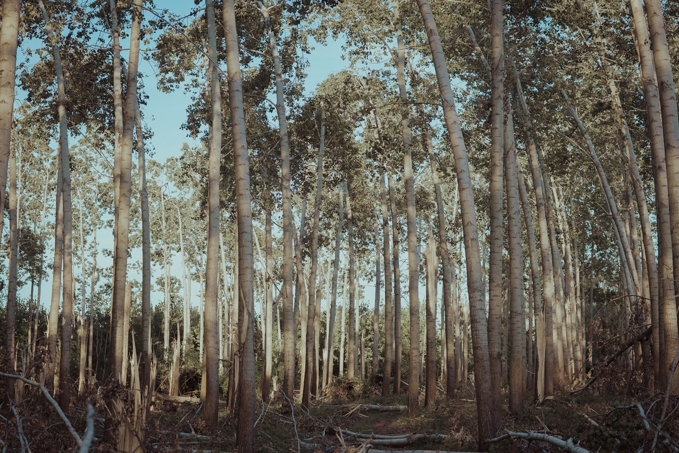 Разрушенные стволы деревьев в лесу ураганным ветром
