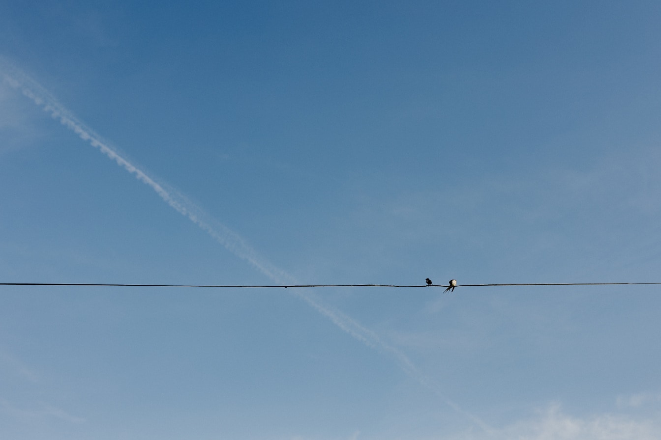Pájaros de golondrina en el cable telefónico con fondo azul del cielo