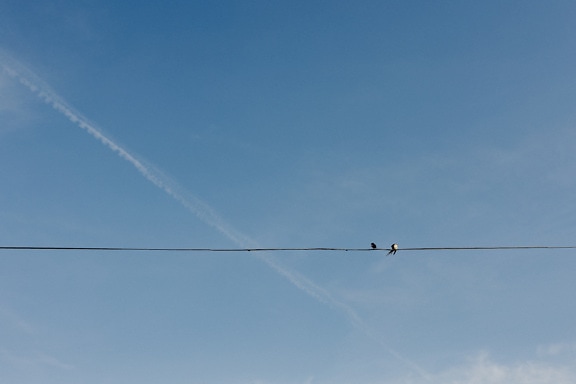 Schwalbenvögel auf Telefondraht mit blauem Himmelshintergrund