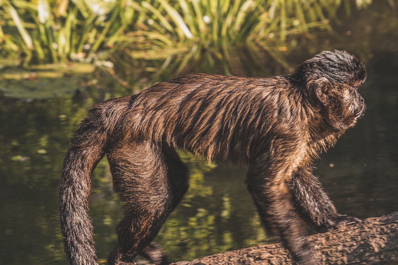 Vista lateral do macaco-prego marrom (Sapajus apella) em movimento