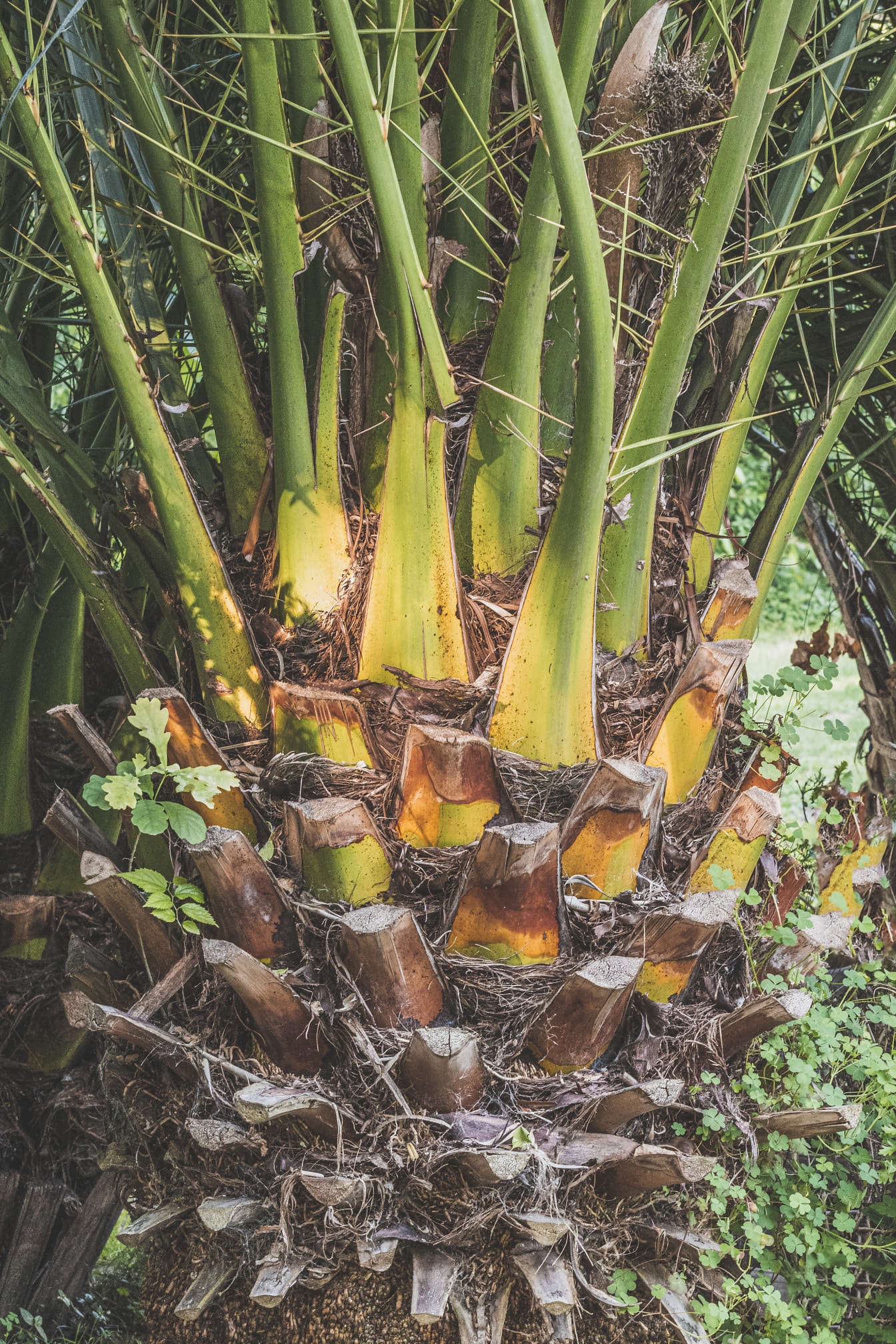 Close-up van tropische palmboomstam