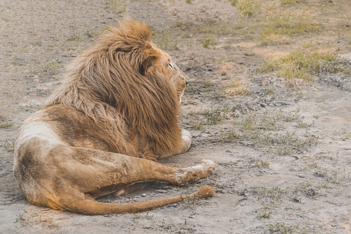 Голям африкански лъв (Panthera leo) животно, релаксиращо на земята
