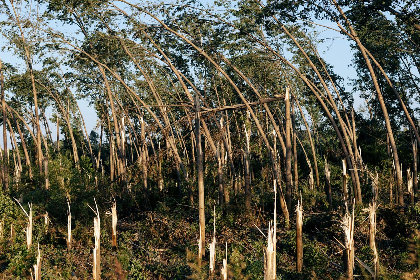 Škody spôsobené vetrom hurikánu na kmeňoch stromov v topoľovom lese