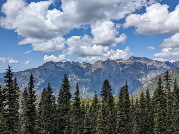 Tall pine forest in foreground with mountain peaks in background