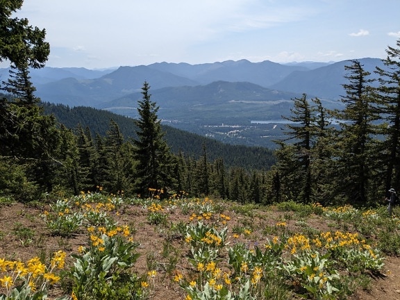 Yellowish wildflowers at top of valley in Washington national park