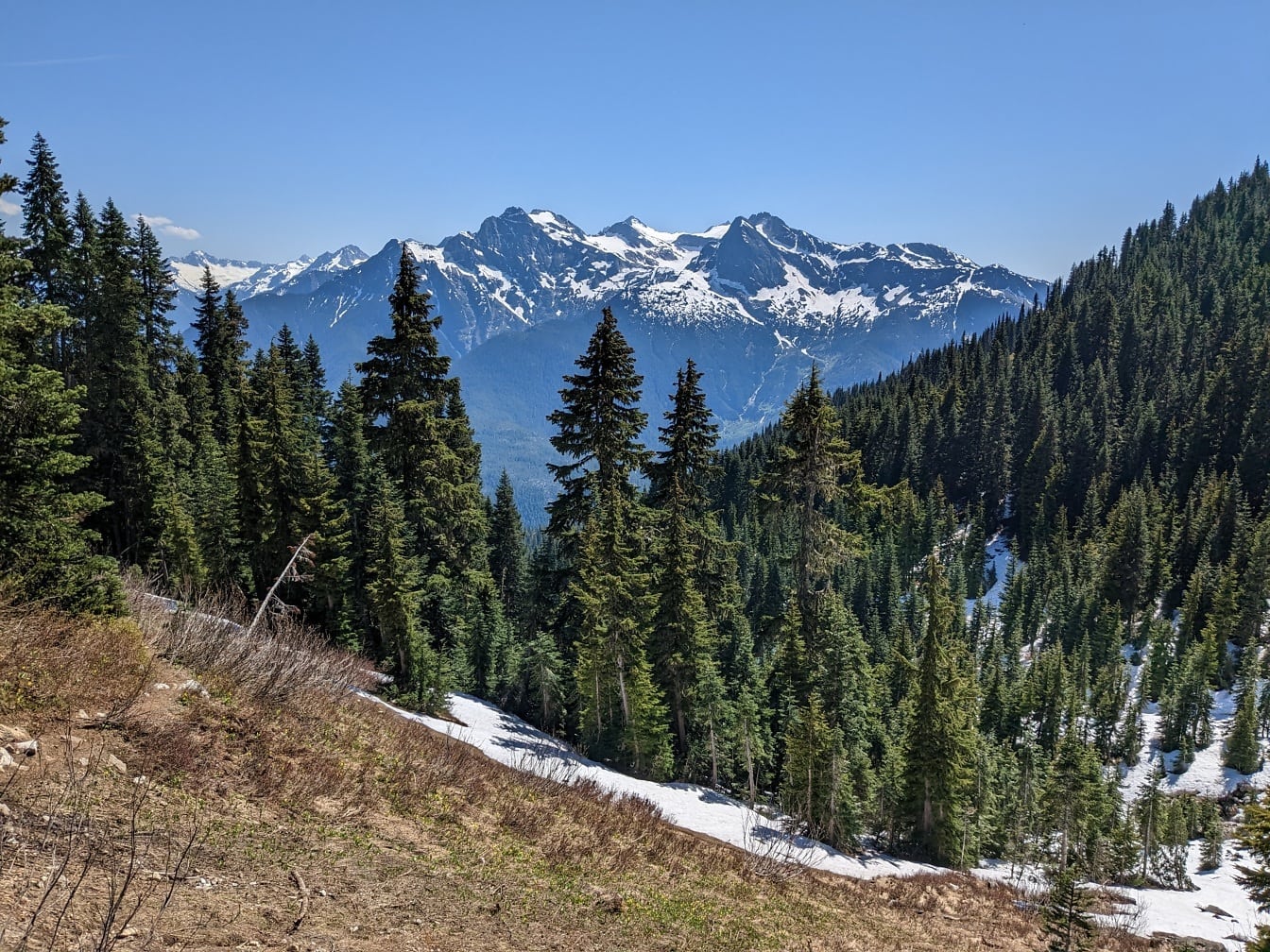 Grønne fyrretræer på skråning med snedækket bjergtop i baggrunden