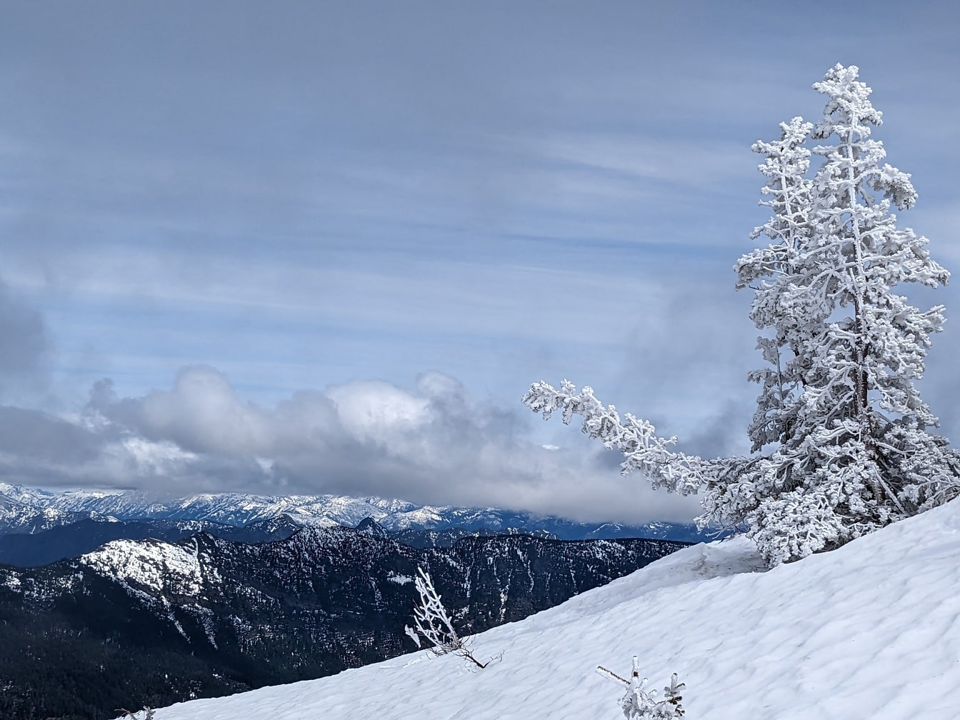 Zasněžené borovice na vrcholu hory v zimním období